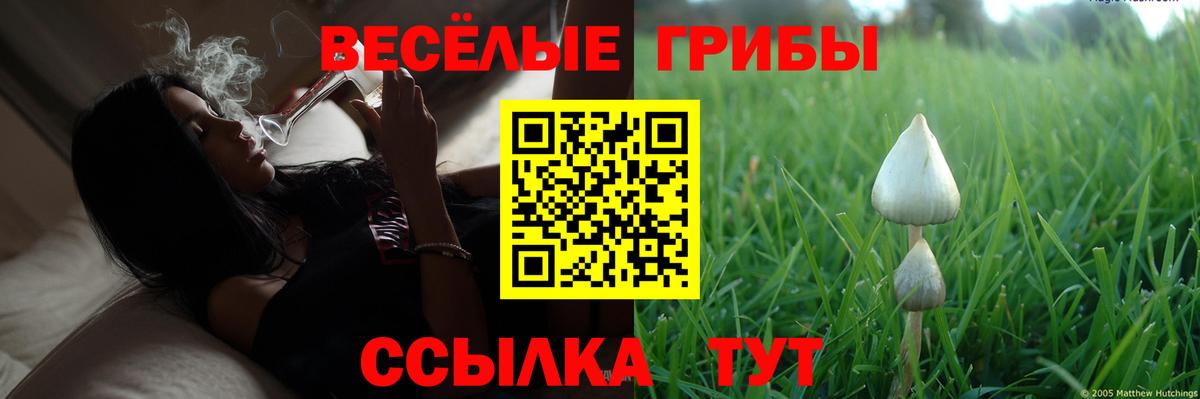 Галлюциногенные грибы прущие грибы  Коркино  Псилоцибиновые грибы Cubensis 